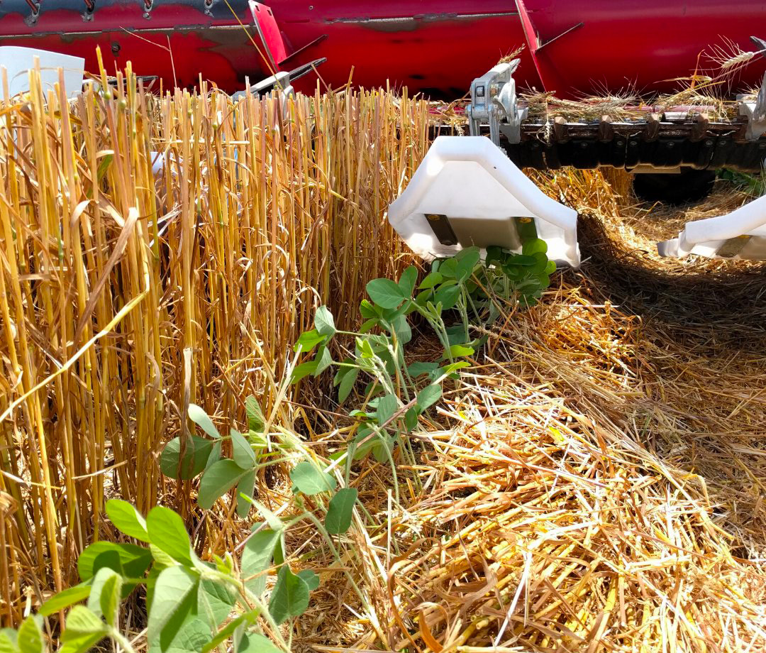 Agrisem adepte des cultures en bandes – FARM Connexion